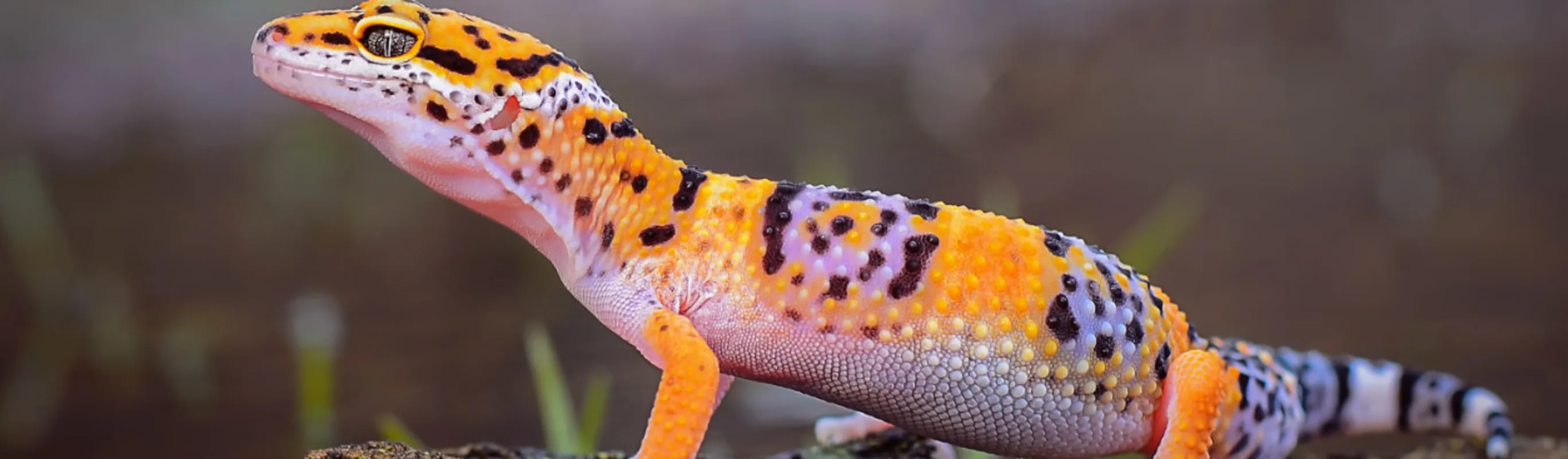 A Leopard Gecko on a Branch